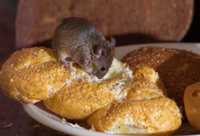 Hatalmas kárt okoznak a patkányok Európában és egyéb agrárhírek