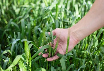 What are the most common pests in agriculture?