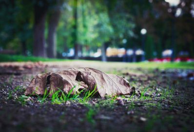 Zöldhulladék feldolgozása: ezekre a gépekre lesz szükség hozzá